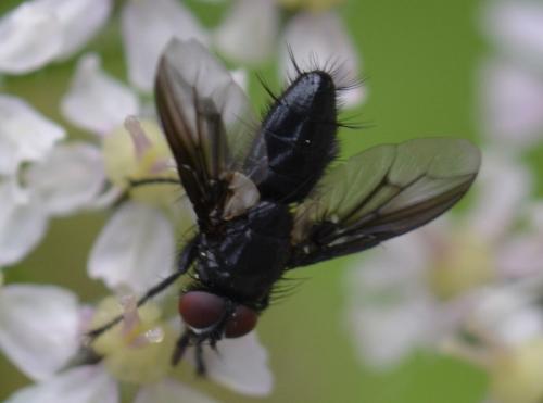 Nyctia sp.